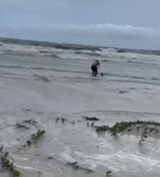 Tubarão é encontrado na Ponta da Sofia, na praia do Atalaia, em Salinópolis