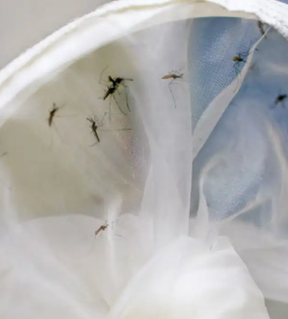 Brasil tem 391 mortes por dengue e casos da doença já passam de 1,5 milhão