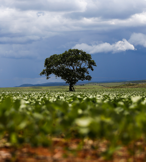 Estudo mostra que área de futuro polo agrícola concentrou 76% do desmatamento de três Estados amazônicos