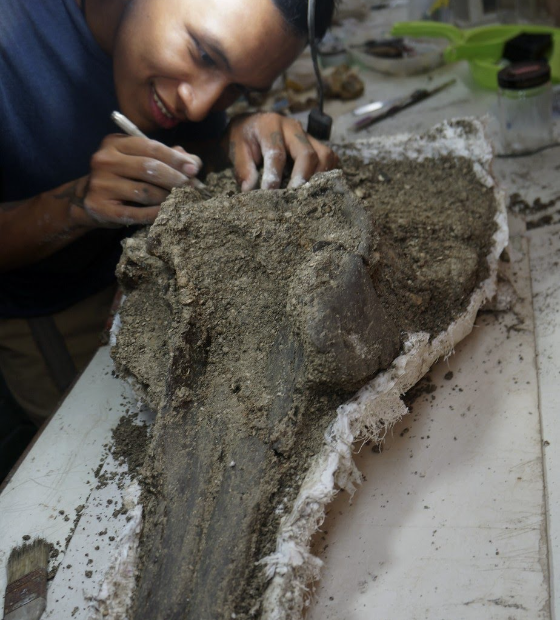 Pesquisadores encontram crânio de golfinho gigante na Amazônia peruana