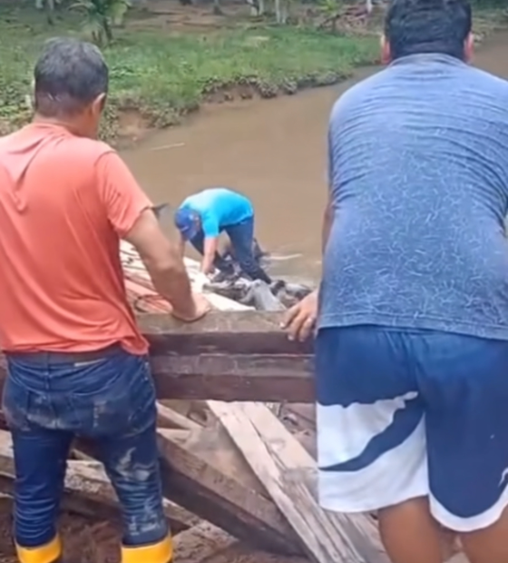 Caminhão com bois despenca em ponte e vários animais morrem afogados em Irituia