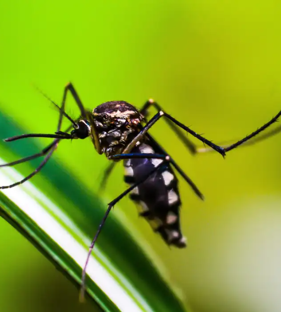  Brasil ultrapassa mil mortes por dengue e se aproxima de recorde histórico