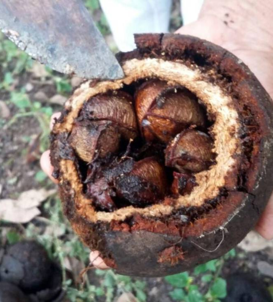 Produção de castanha-do-pará gera renda e fortalece bioeconomia em áreas protegidas