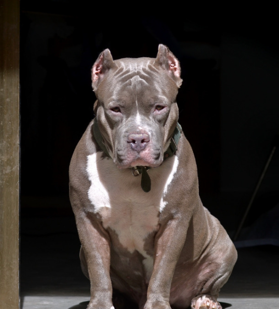 Em novo ataque de pitbulls, homem é morto por quatro animais em Florianópolis