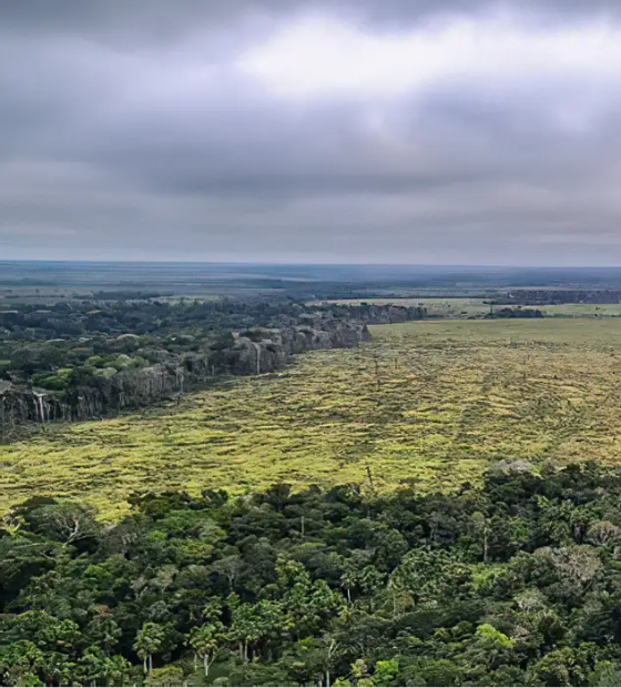 Ipam e Banco Mundial lançam plataforma sobre desmatamento na Amazônia