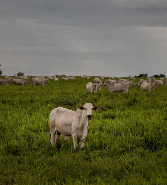 Gado criado ilegalmente no Pará pode ser destinado para o RS