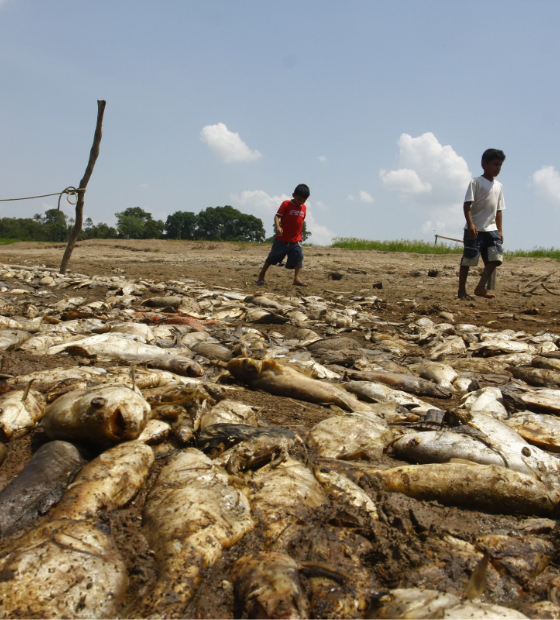 Pesquisadores alertam para a possibilidade de seca na Amazônia ser mais a devastadora da história, em 2024