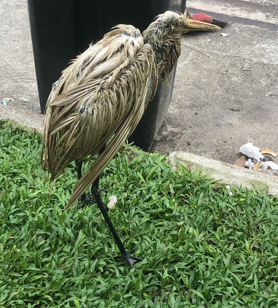 Garça faminta é resgatada por vendedor em logo poluído na Praça Dom Pedro II, centro de Belém