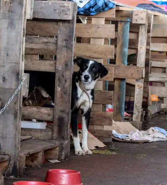 Rio Grande do Sul lança plano de ajuda a animais