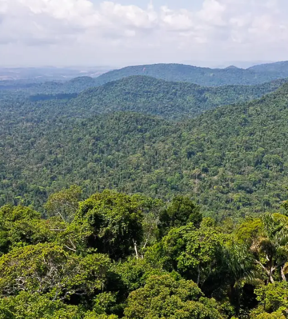 Governo lança plataforma de participação social no Plano Clima