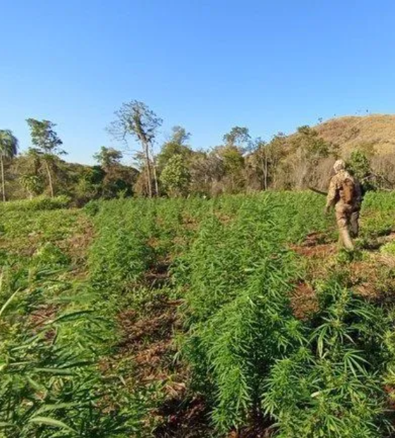 PF destrói 255 hectares de plantações de maconha na fronteira com Paraguai