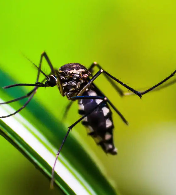 Brasil se aproxima de 6 milhões de casos e 4 mil mortes por dengue