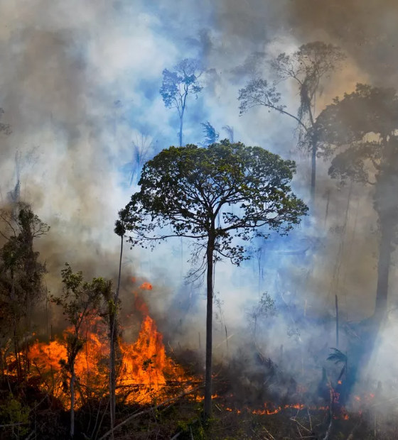 Queimadas na Amazônia atingem maior patamar dos últimos vinte anos