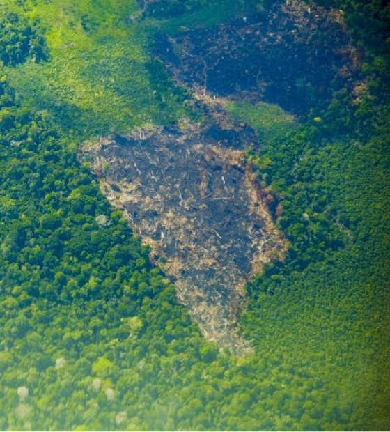 MPPA e Imazon lançam mapas dos municípios com desmatamento 