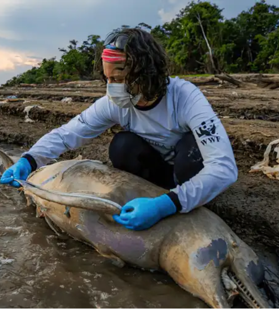 Mudanças climáticas já interferem em secas e cheias na Amazônia