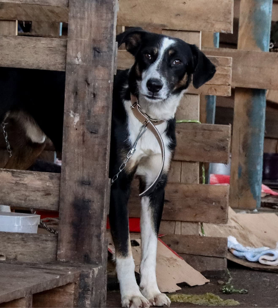 Promotoria oferece denúncia por maus tratos e morte de 40 animais 