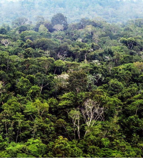 Pará abre consulta pública de concessão para restauro florestal com aproveitamento de créditos de carbono
