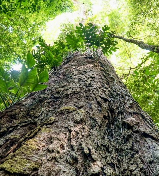 Estado garante apoio do BID para o programa 'Descarboniza Pará'