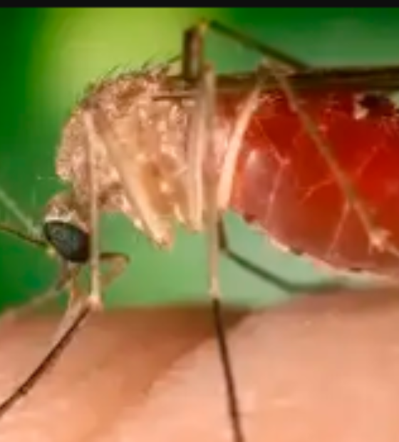 Opas eleva risco de febre do Oropouche nas Américas para alto