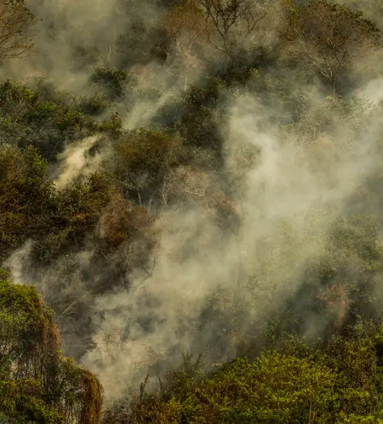 Três onças foram encontradas mortas devido ao fogo no Pantanal