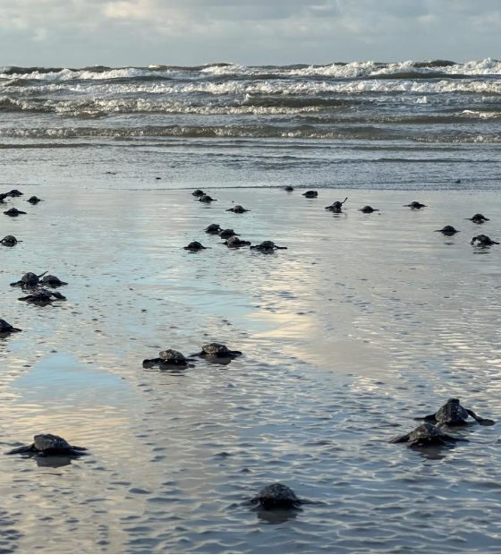 Ideflor-Bio registra o nascimento de 52 tartarugas marinhas na Praia do Atalaia