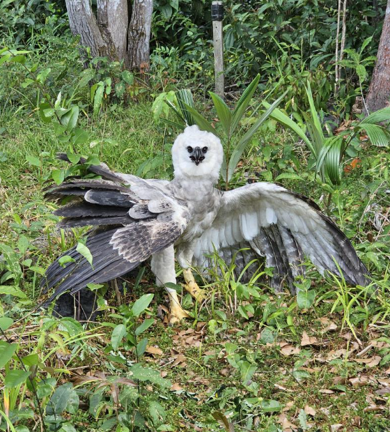 Filhote de gavião-real é resgatado no sudoeste paraense