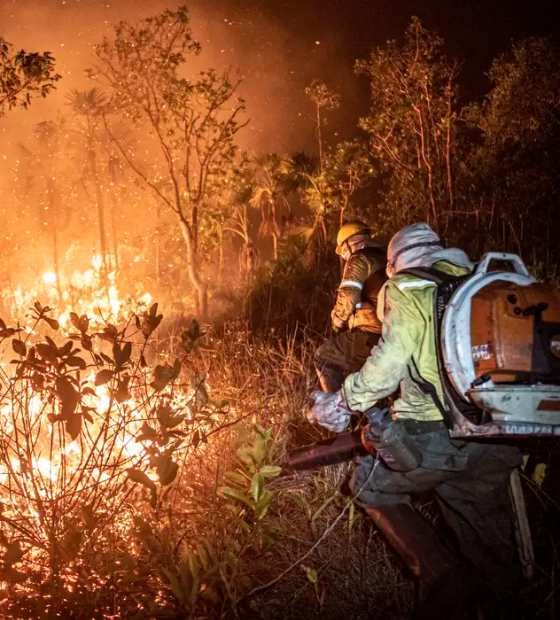 Brasil teve 11,39 milhões de hectares atingidos pelo fogo este ano