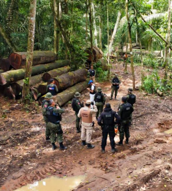 No Pará da COP30, fogo consome a floresta, mas falta ao Estado política de prevenção ambiental