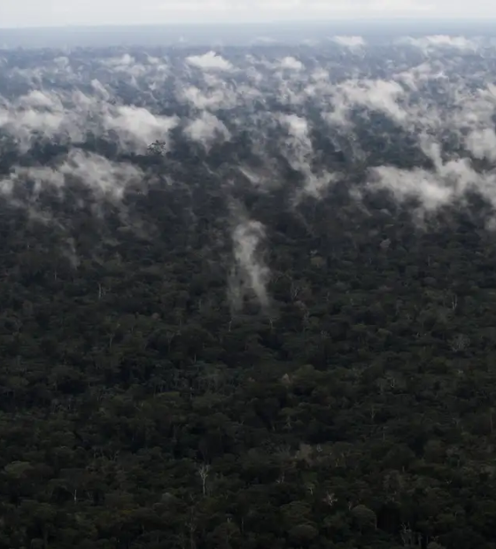 Emissão de gases do efeito estufa por queimadas na Amazônia cresce 60%