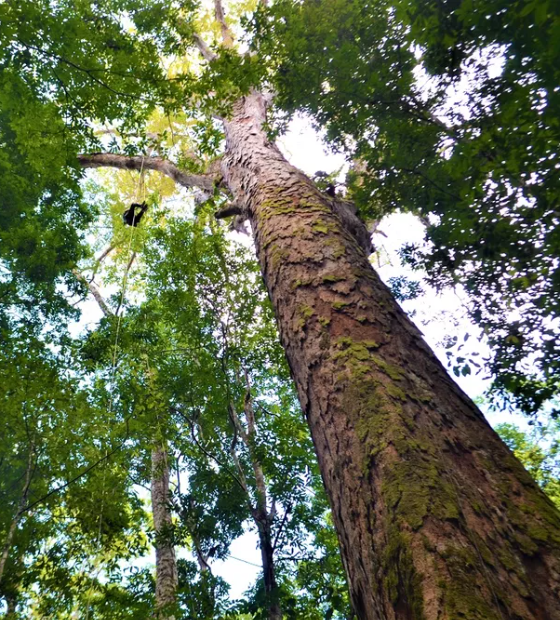 Estado quer criar Unidade de Conservação para Árvores Gigantes da Amazônia