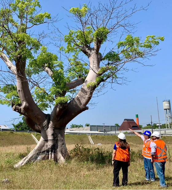 BRT Metropolitano terá árvores das espécies Ipê Amarelo e Pingo de Ouro