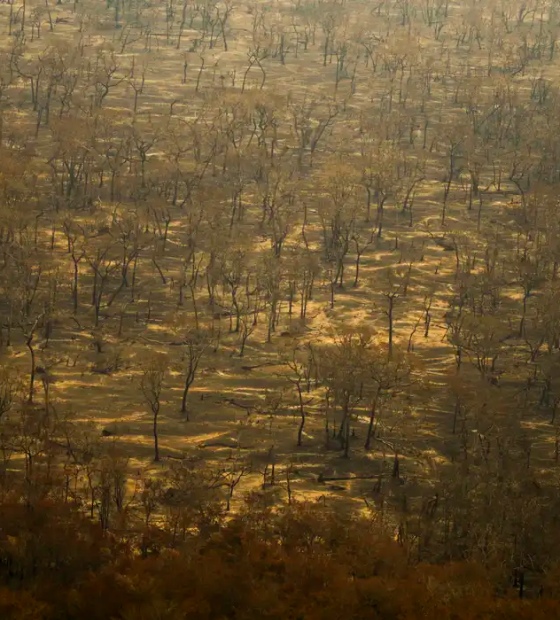 Incêndios e seca na Amazônia e no Pantanal batem marcas históricas