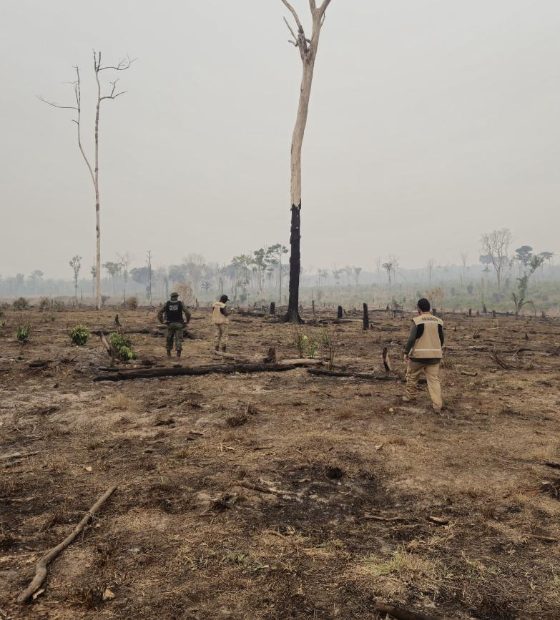 PF e Ibama fecham três garimpos ilegais no sul do Pará