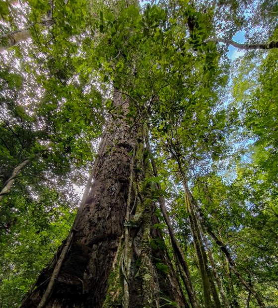 Estado cria em Almeirim o Parque Estadual das Árvores Gigantes da Amazônia