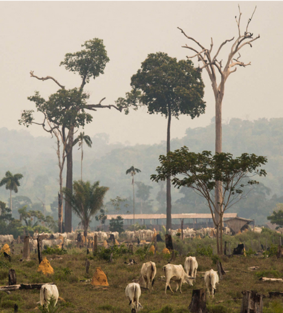 Área de pastagem cresce 363% na Amazônia em 39 anos, diz MapBiomas