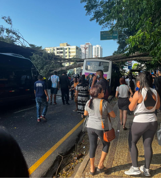 Árvore tomba na Almirante Barroso