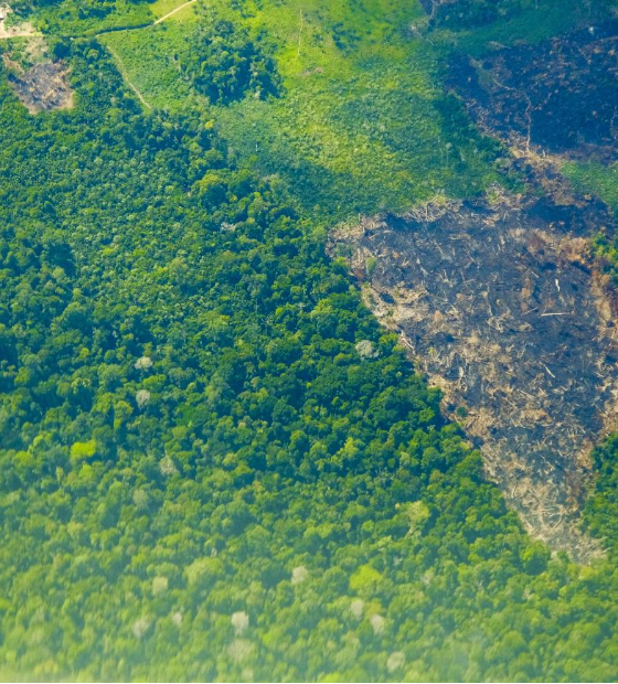 Pará tem redução de 37% nos alertas de desmatamento em setembro de 2024