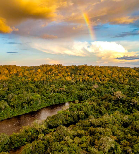 MPF e MPPA cobram do governo do Pará transparência na venda de créditos de carbono