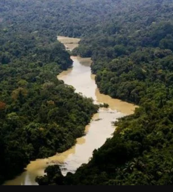 TRF1 impede redução dos limites da Floresta Nacional do Jamanxim/PA