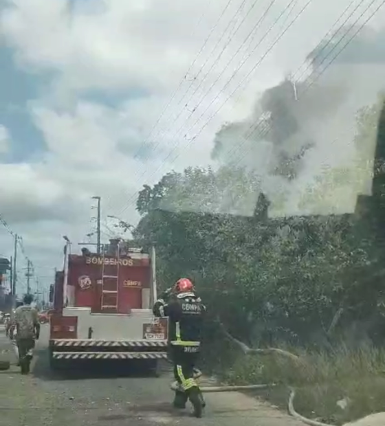 Moradores denunciam ação de invasores com uso de fogo em mata do conjunto Satélite, em Belém