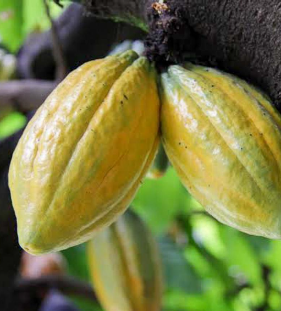 Cacau do Pará e outros produtos de origem vão ao Chocolat Portugal e Salão de Paris