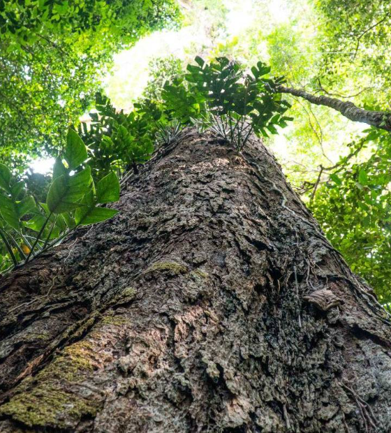 Maior árvore da América Latina ganha proteção em novo parque na Amazônia