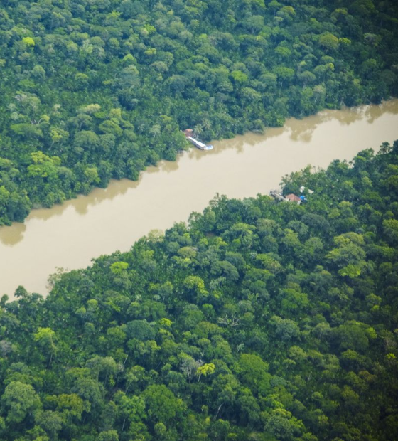 Desmatamento na Amazônia cai 30,6% em um ano