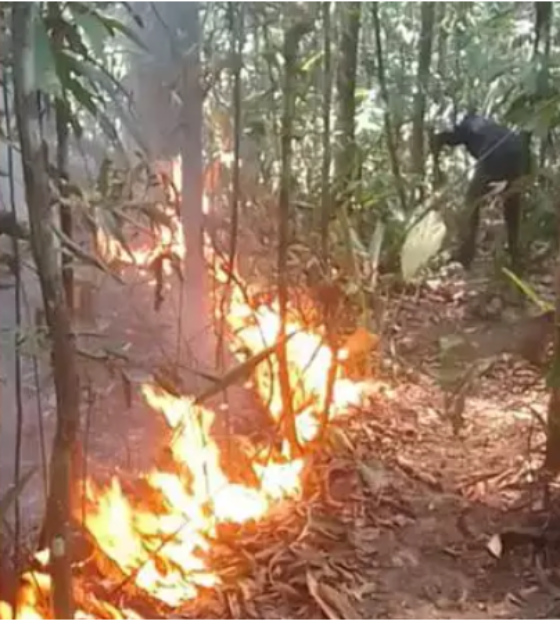 MPF cobra medidas no combate a incêndios na Terra Indígena Alto Rio Guamá, no Pará