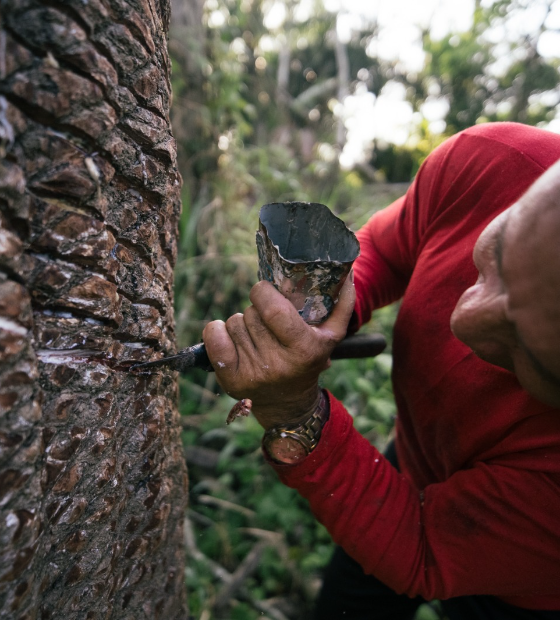 Mais de 90 seringueiros nativos da Amazônia participam de encontro em Brasília