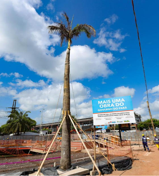 Governo realiza transplantes de árvores para áreas de obras da COP 30 em Belém