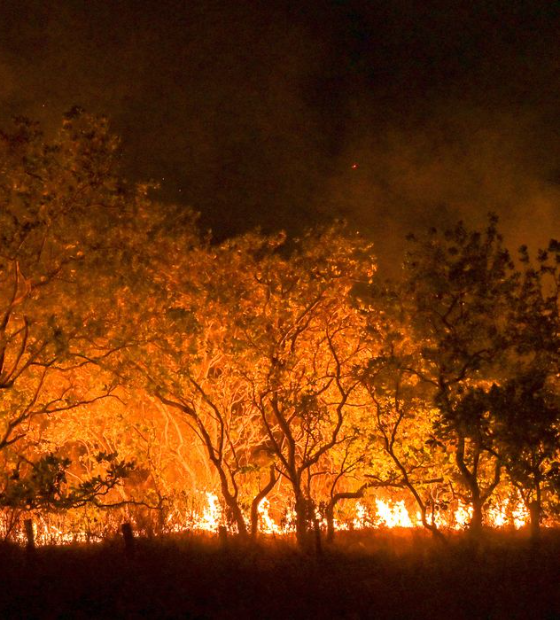 Amazônia tem diversidade empobrecida por incêndios florestais