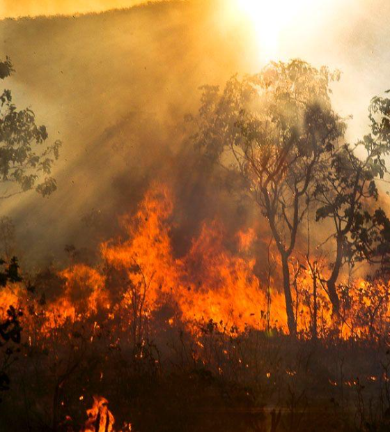 Coluna Ver Amazônia: Por que a COP 30 em Belém não será igual às outras?