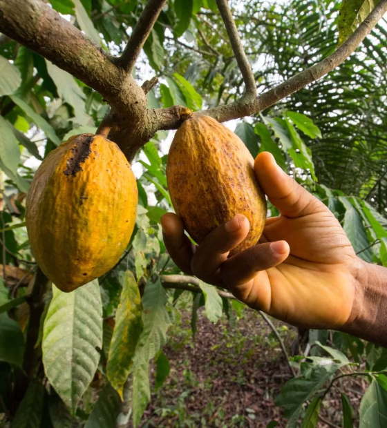 Projeto aumenta em 44% rentabilidade de fazendas de cacau no Pará e produtividade cresce 18%