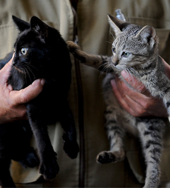 RG de pet: governo inicia em janeiro cadastro nacional de cães e gatos